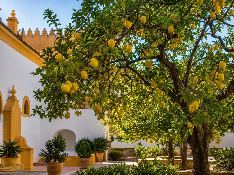 El limonero de los versos más citados de Antonio Machado